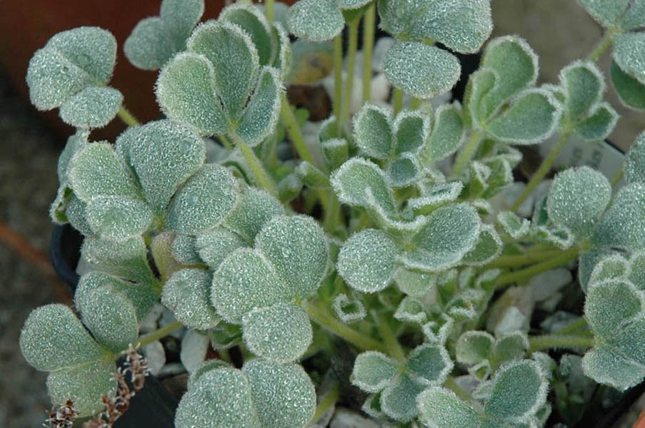 Oxalis purpurea 'Ken Aslett' en fleurs dans un environnement ensoleillé et bien drainé